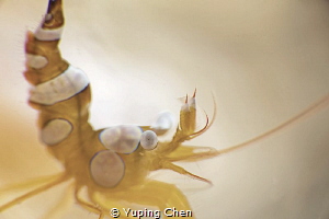 Squat Shrimp/Lembeh strait, Indonesia, Canon 5D MarkIII, ... by Yuping Chen 